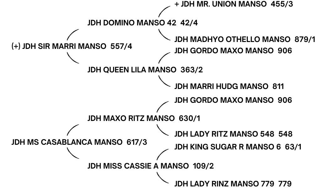 JDH-SIR-FORREST-MANSO-159. cows produced by JDH Sir Forrest Manso 159/6 are long and level-topped with excellent muscling, correct feet and legs.