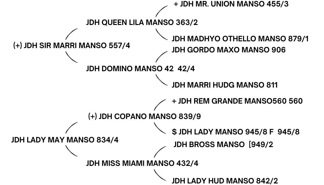 JDH-WICHITA-MANSO-907_6. Register of Renown animals in his three (3) generation pedigree and is one of three Marri sons in the US that semen may be sold commercially.