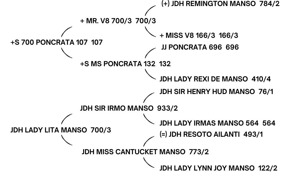 + S MR. MANSO 135, the total package with good pigmentation, great top and under lines, a large, well-placed hump, heavy muscling, and correct feet and legs.